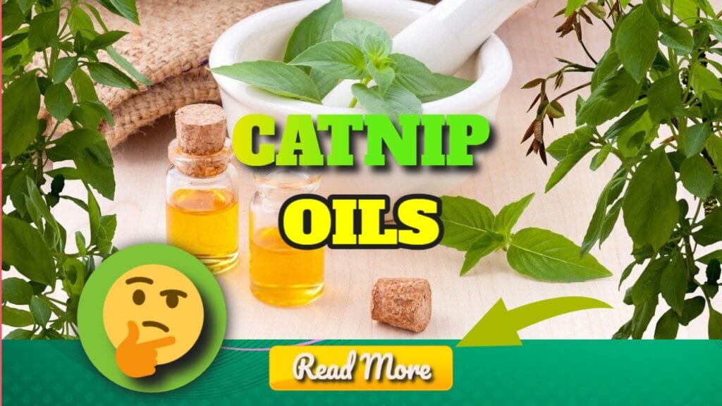 Catnip Oils