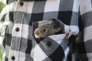 baby rabbit in a shirt pocket