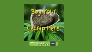 buy your catnip here buy now