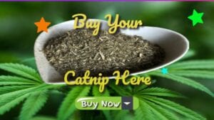 buy your catnip here buy now fresh stock