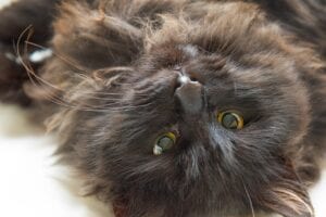 dark brown cat laying on back