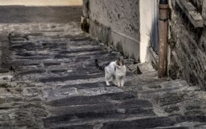 feral cat in street
