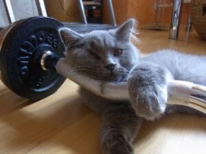 grey cat lying on bumbbells