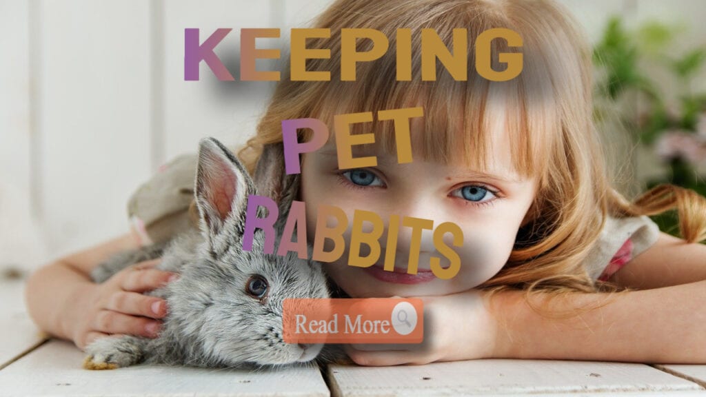 keeping pet rabbits template