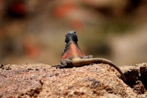 lizard-chuckwalla on rocks