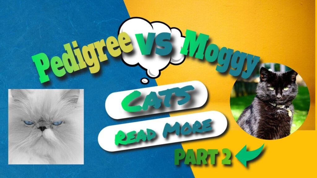 pedigree VS moggy part 2