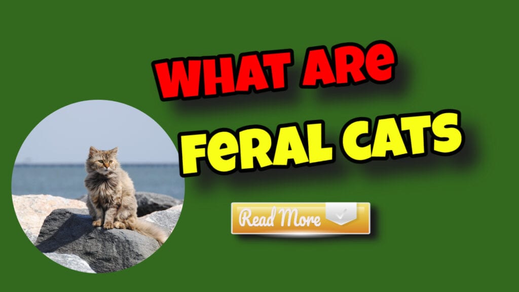 what are feral cats read more