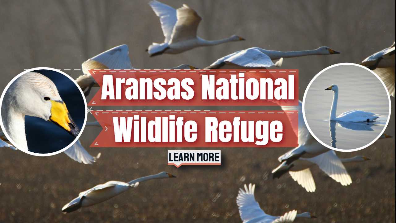Featured image text: "Aransas Wildlife Refuge".