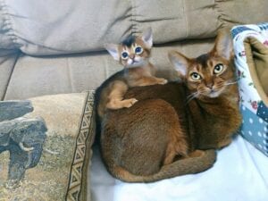 abyssinian-kittens-