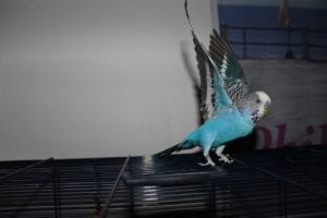 blue budgie on top of bird cage