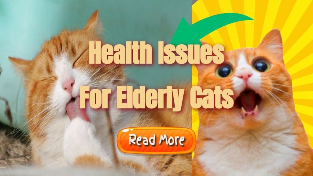 health issues for elderly cats banner