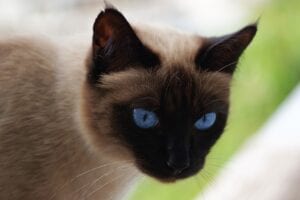 siamese cats face with blue eyes