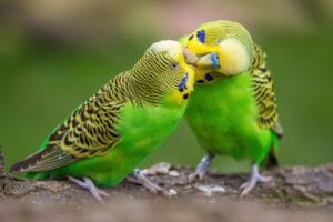 two green budgeriegars