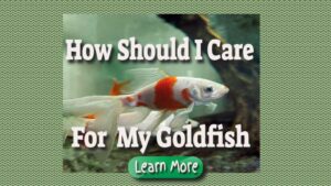 Caring for Goldfish