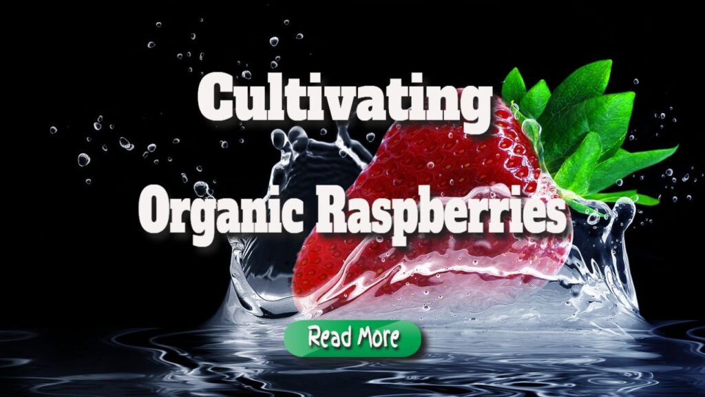 cultivating organic raspberries