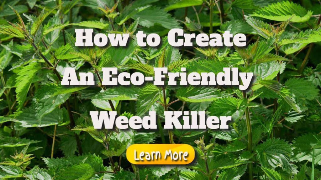 how to create an eco friendl