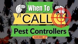 pest control Brisbane