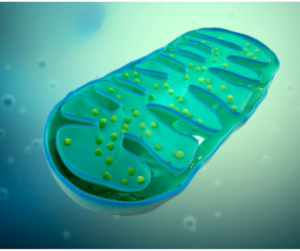 Fasting helps boost mitochondria